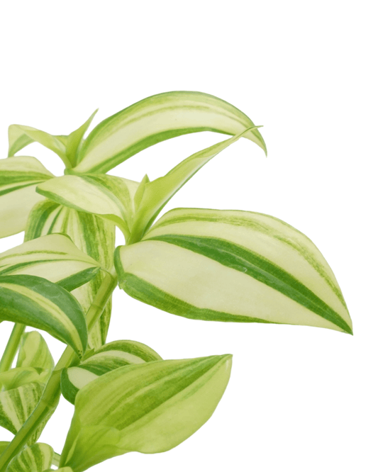 Tradescantia fluminensis 'Yellow Zebra' - The Garden Corner