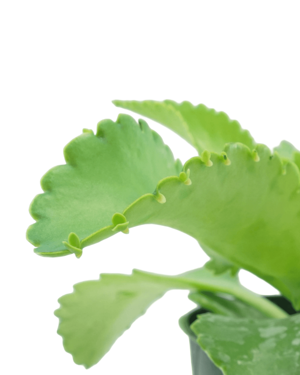 Kalanchoe hortagel 'Mother of Millions' - House Plants