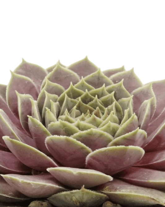 Sempervivum 'El Toro' - The Garden Corner
