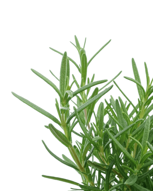 Rosmarinus 'Salem' - The Garden Corner