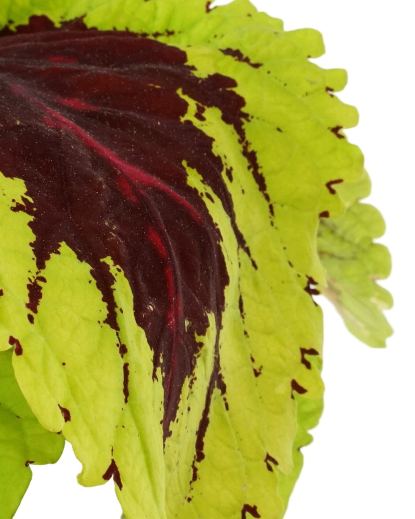 Coleus 'Kong Rose'