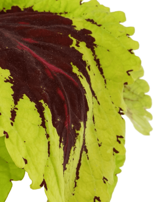 Coleus 'Kong Rose' - The Garden Corner