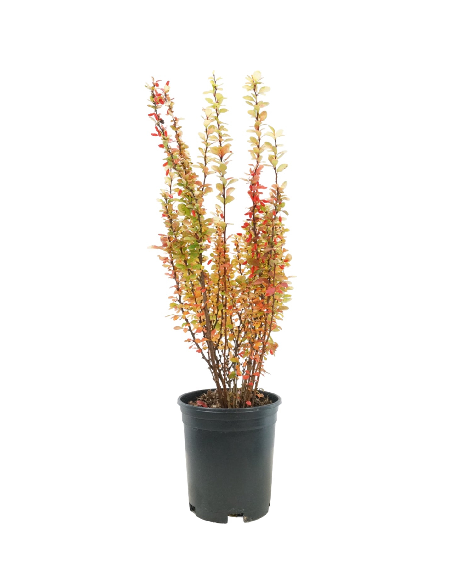 Berberis thunbergii 'Golden Rocket'