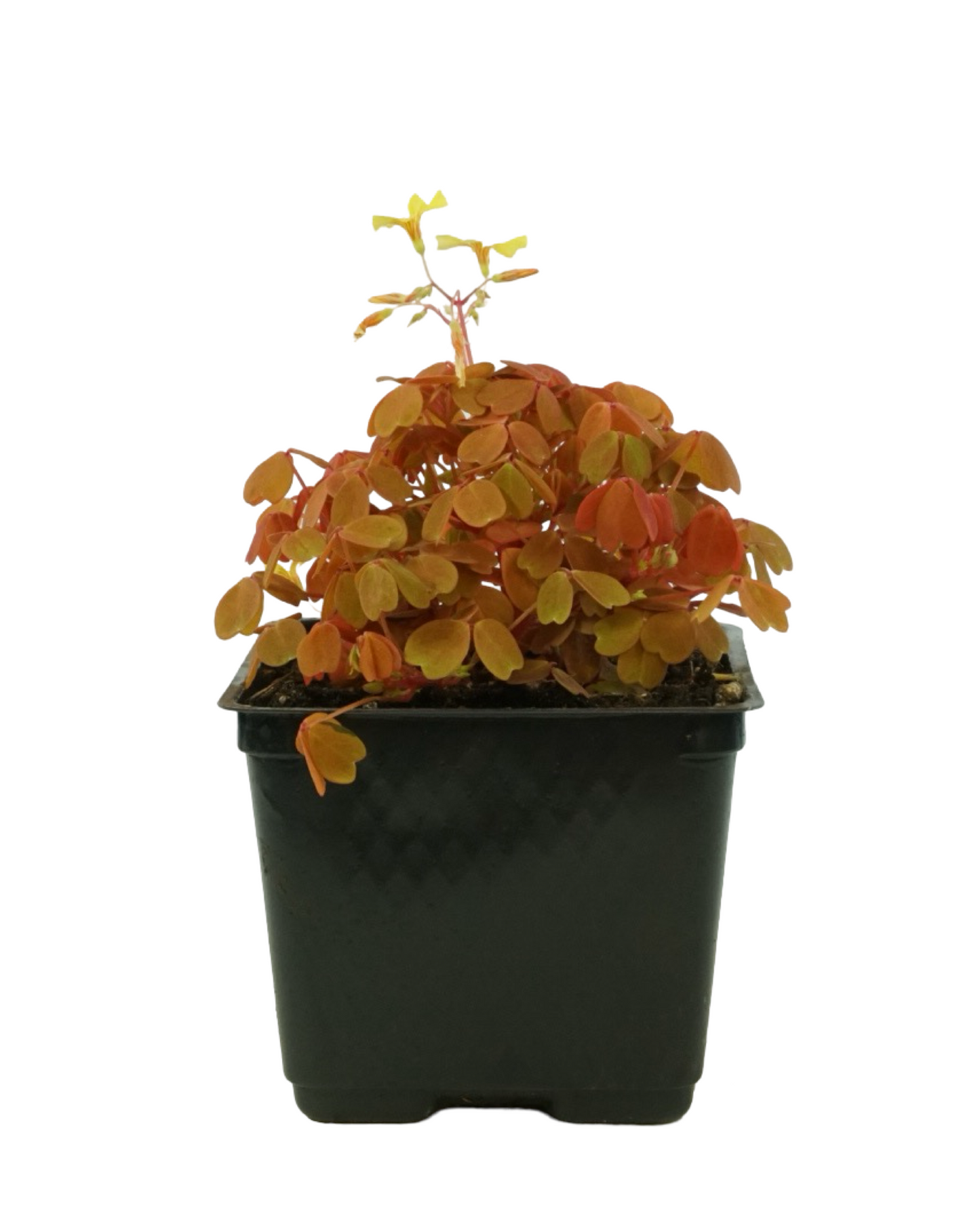 Oxalis 'Sunset Velvet'