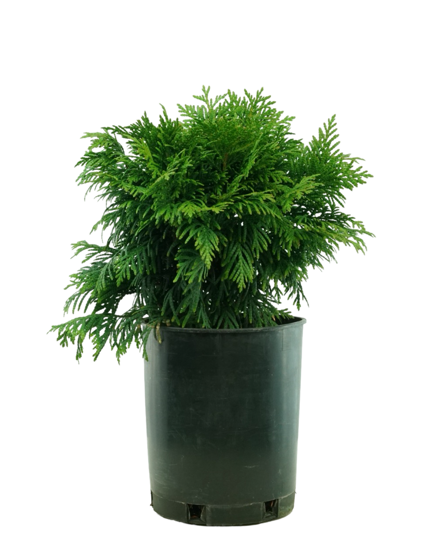 Thuja plicata 'Gruene Kugel'