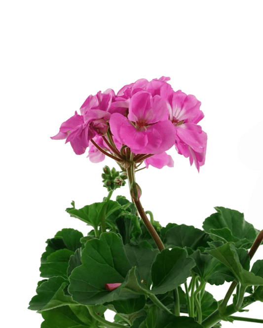Geranium Zonal 'Tango Lavender' - The Garden Corner