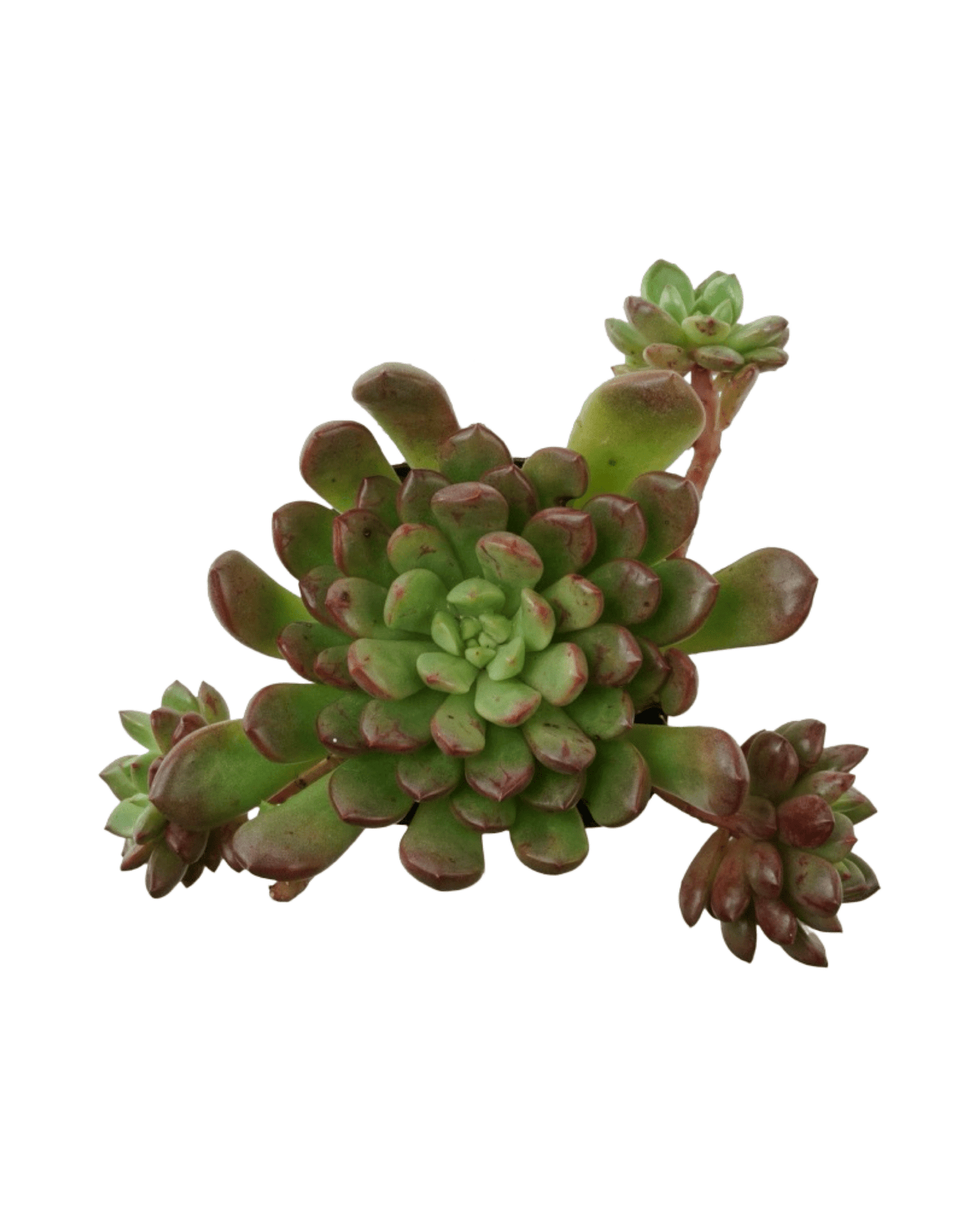 Graptoveria 'Bashful' - The Garden Corner