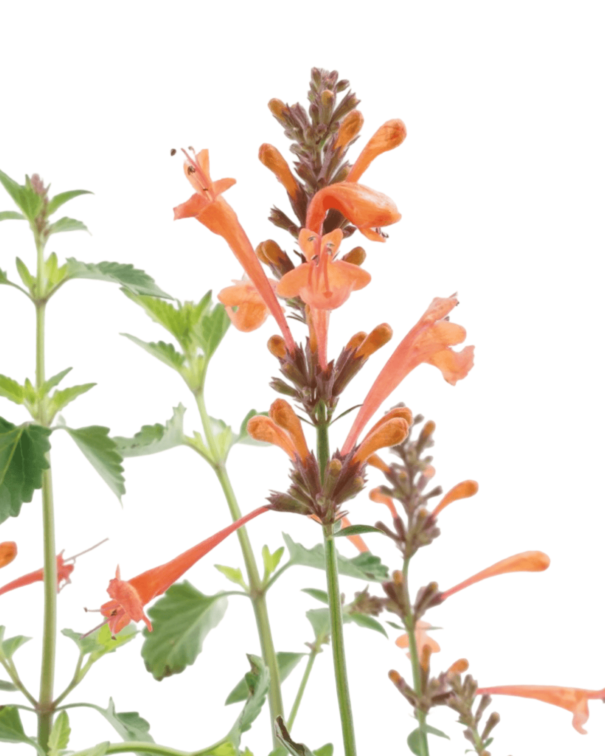 Agastache kudos 'Mandarin' - Perennials