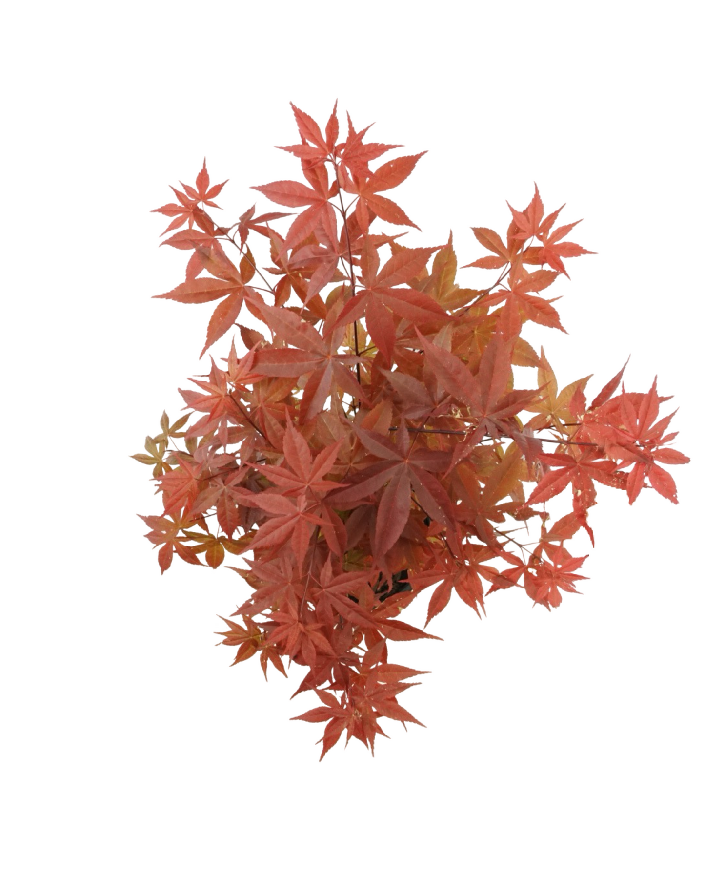 Acer palmatum 'Rhode Island Red'