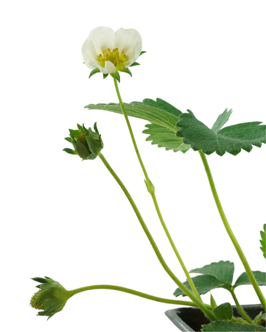 Strawberry 'Eversweet' - The Garden Corner