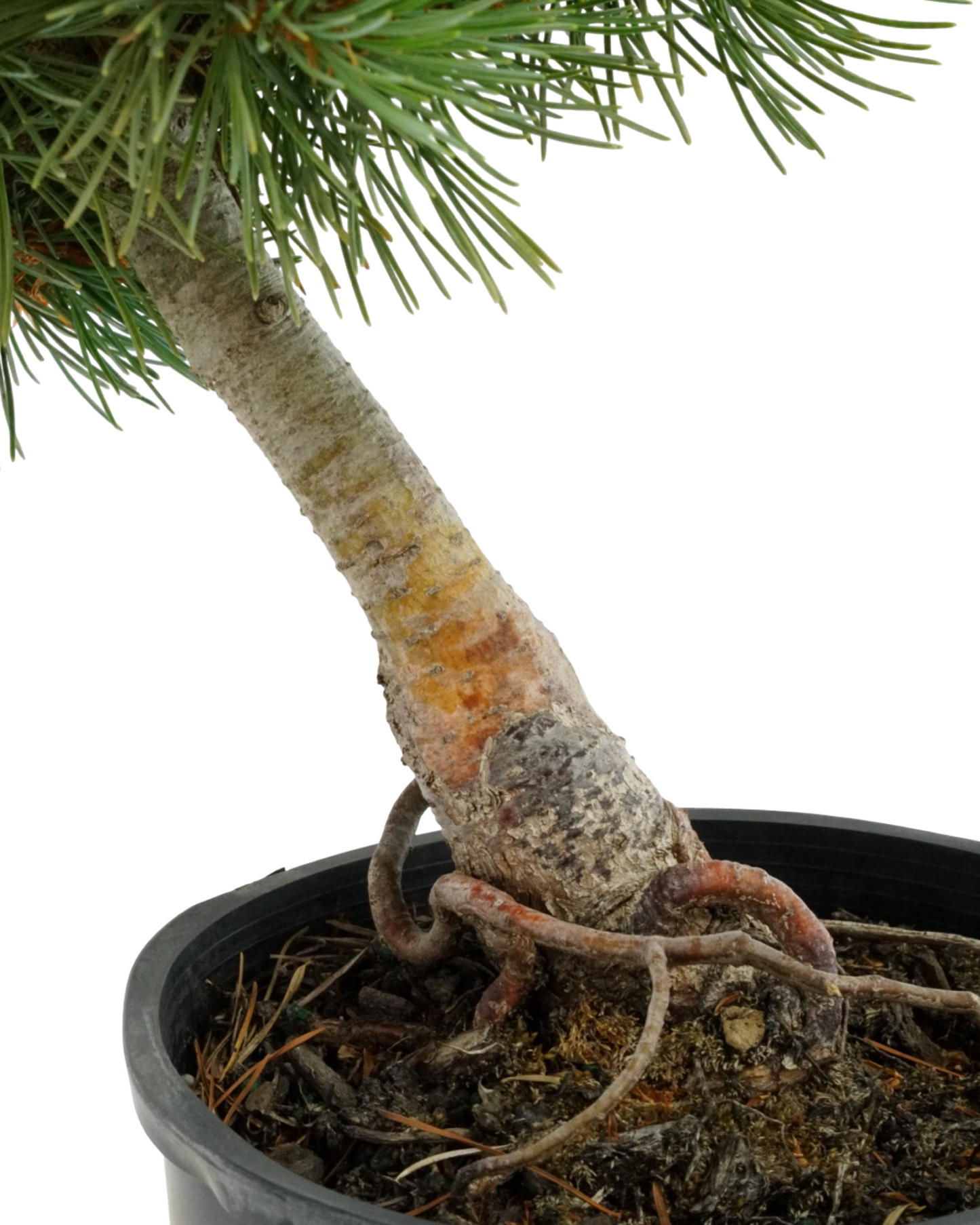 Pinus parviflora 'Aoi'