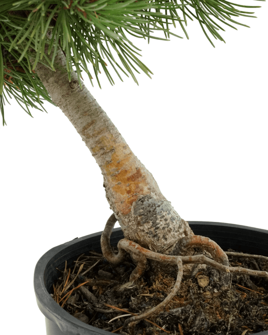 Pinus parviflora 'Aoi' - The Garden Corner