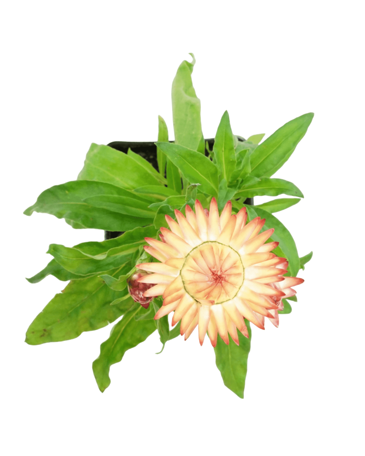 Xerochrysum bracteatum 'Peachy Keen' - The Garden Corner