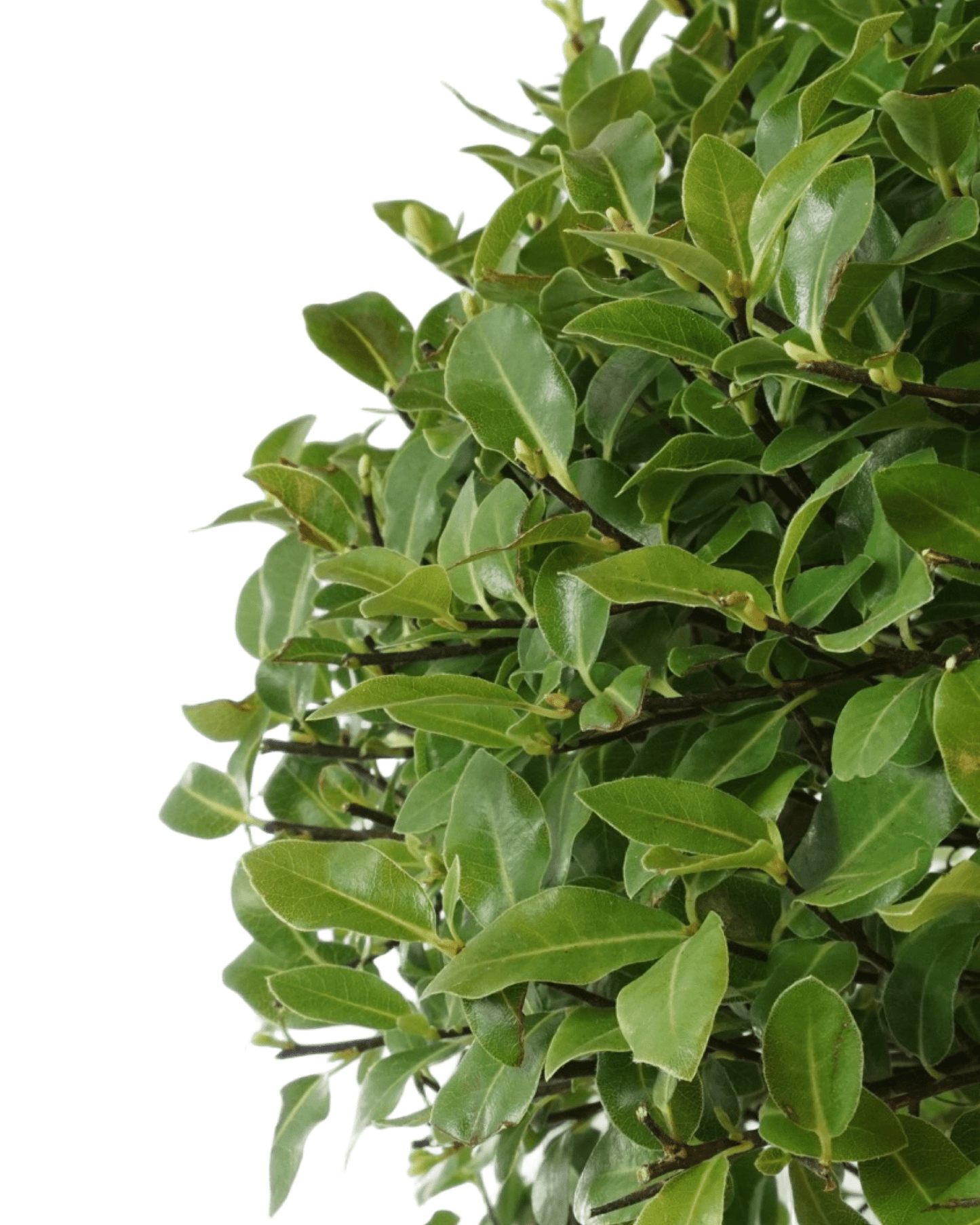 Pittosporum tenuifolium 'Golf Ball' - The Garden Corner