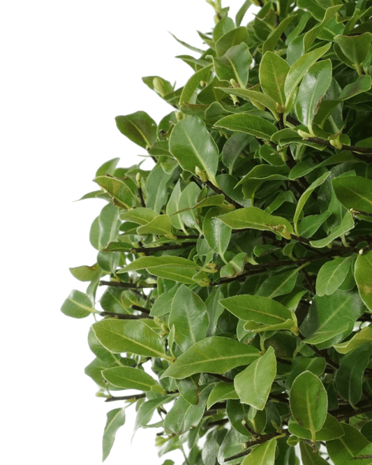 Pittosporum tenuifolium 'Golf Ball' - The Garden Corner