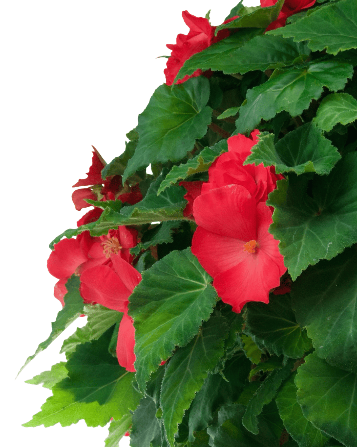 Moss Basket Nonstop Begonia - The Garden Corner