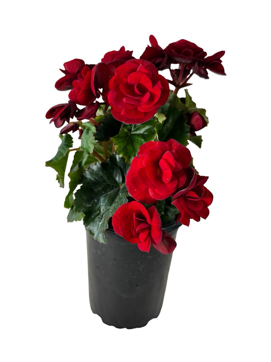 Solar Begonia Red - Annuals