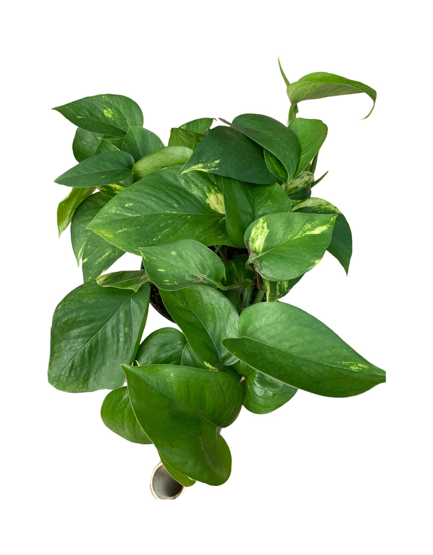Epipremnum 'Golden' (Pothos)