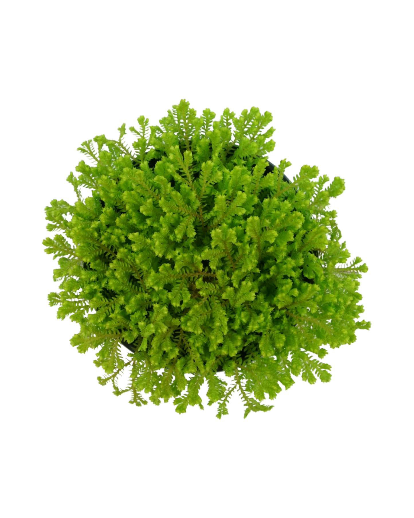 Selaginella kraussiana ‘Aurea’
