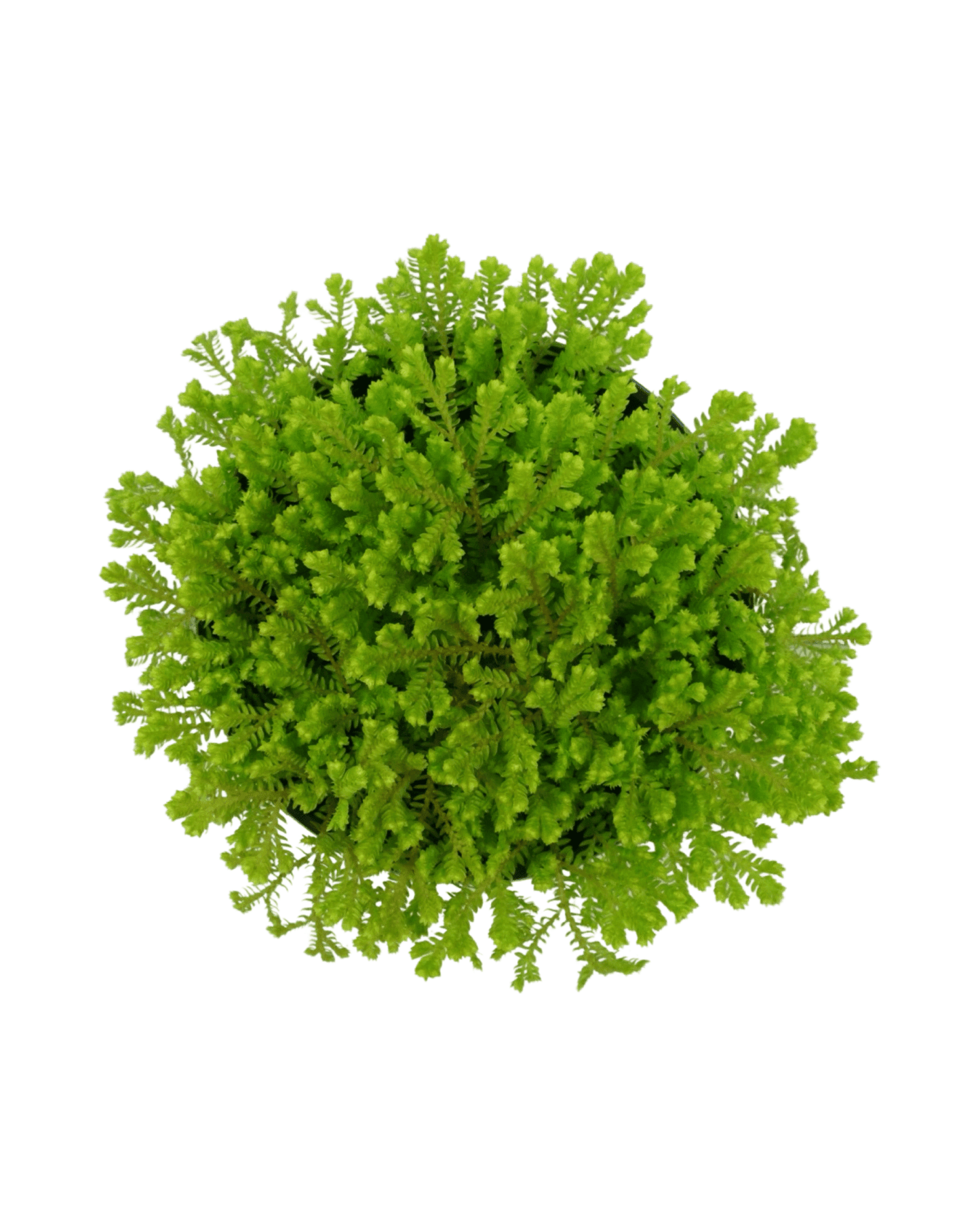 Selaginella kraussiana ‘Aurea’ - The Garden Corner