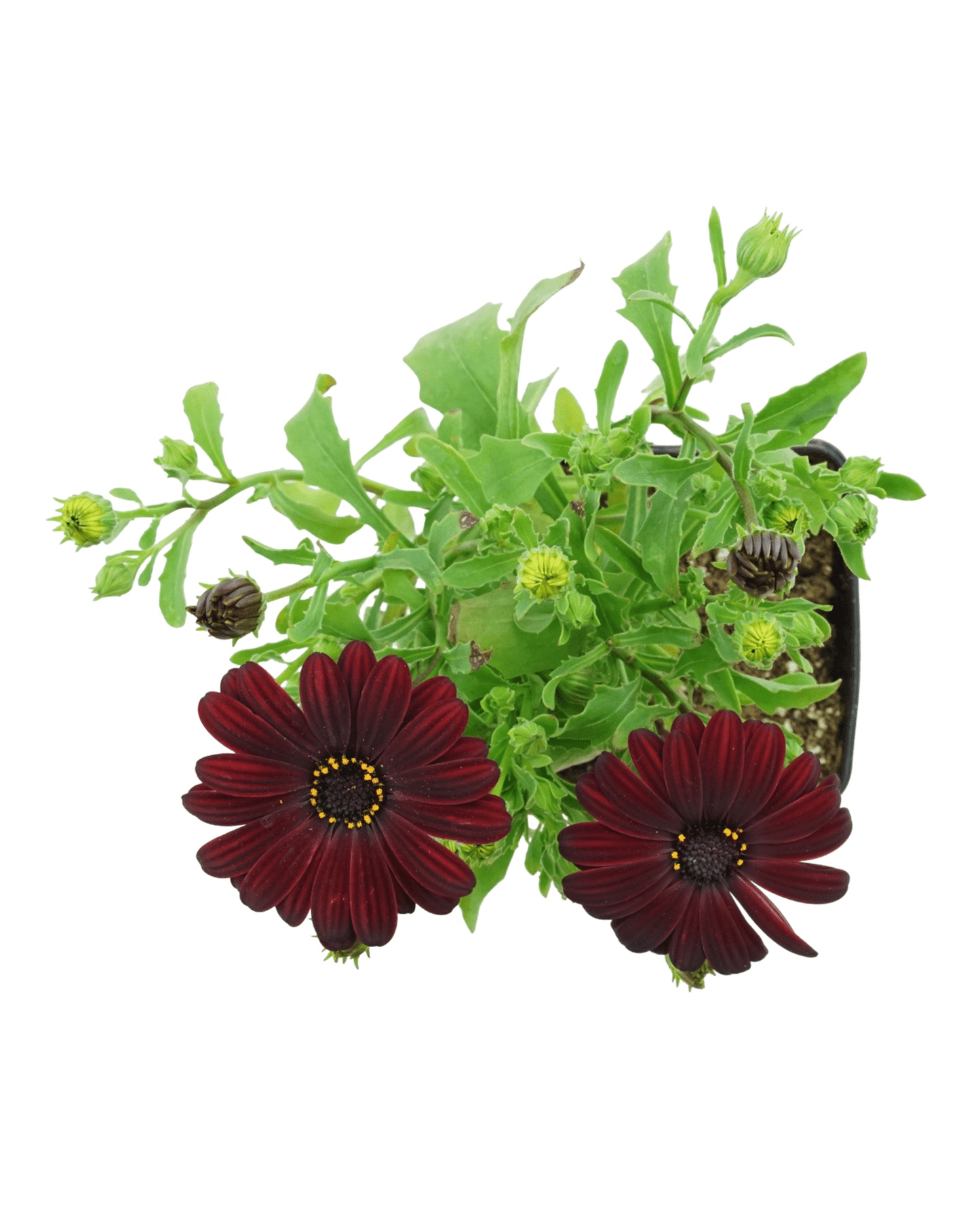 Osteospermum 'Serenity Red' - The Garden Corner