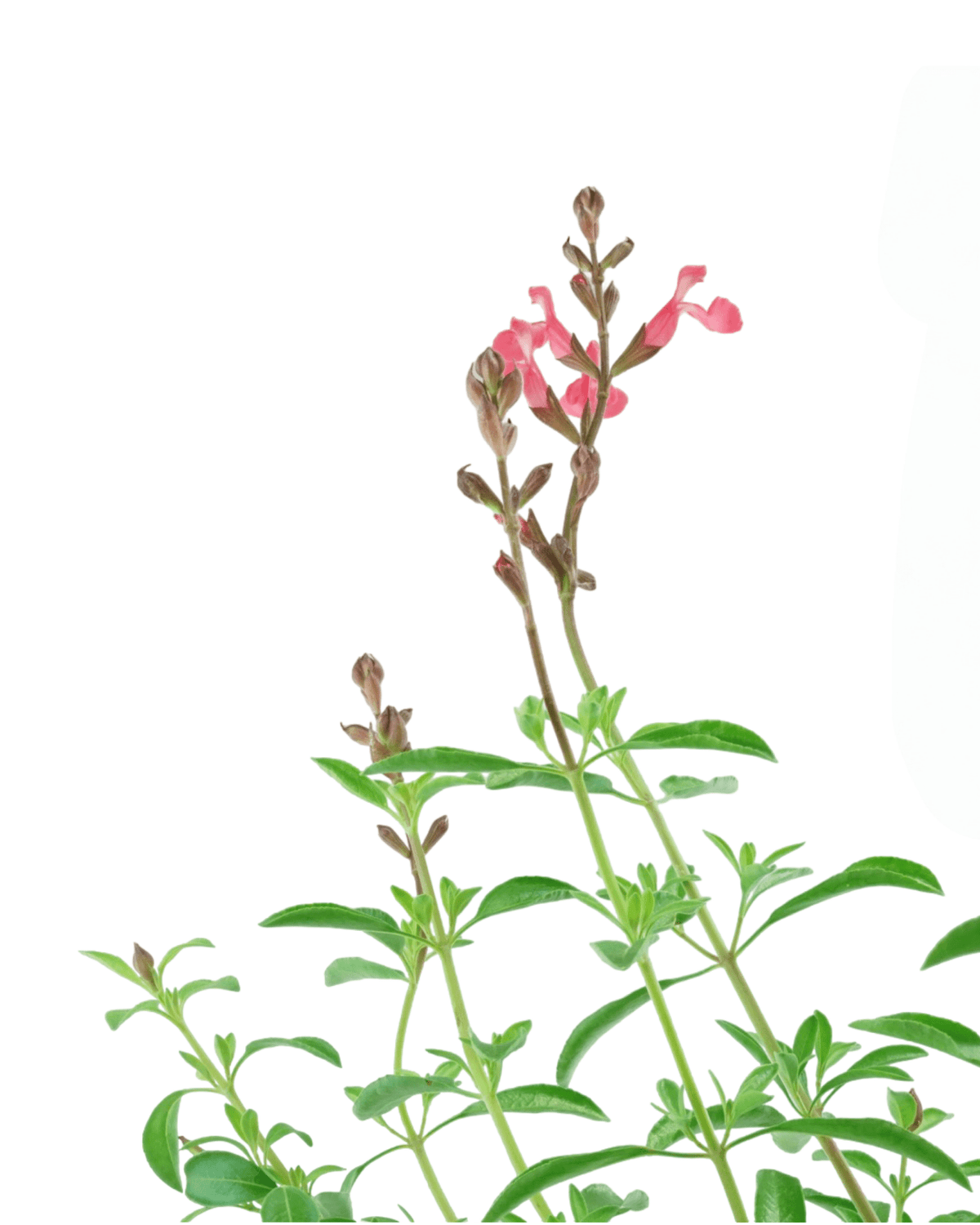 Salvia greggii 'Lipstick' - Perennials