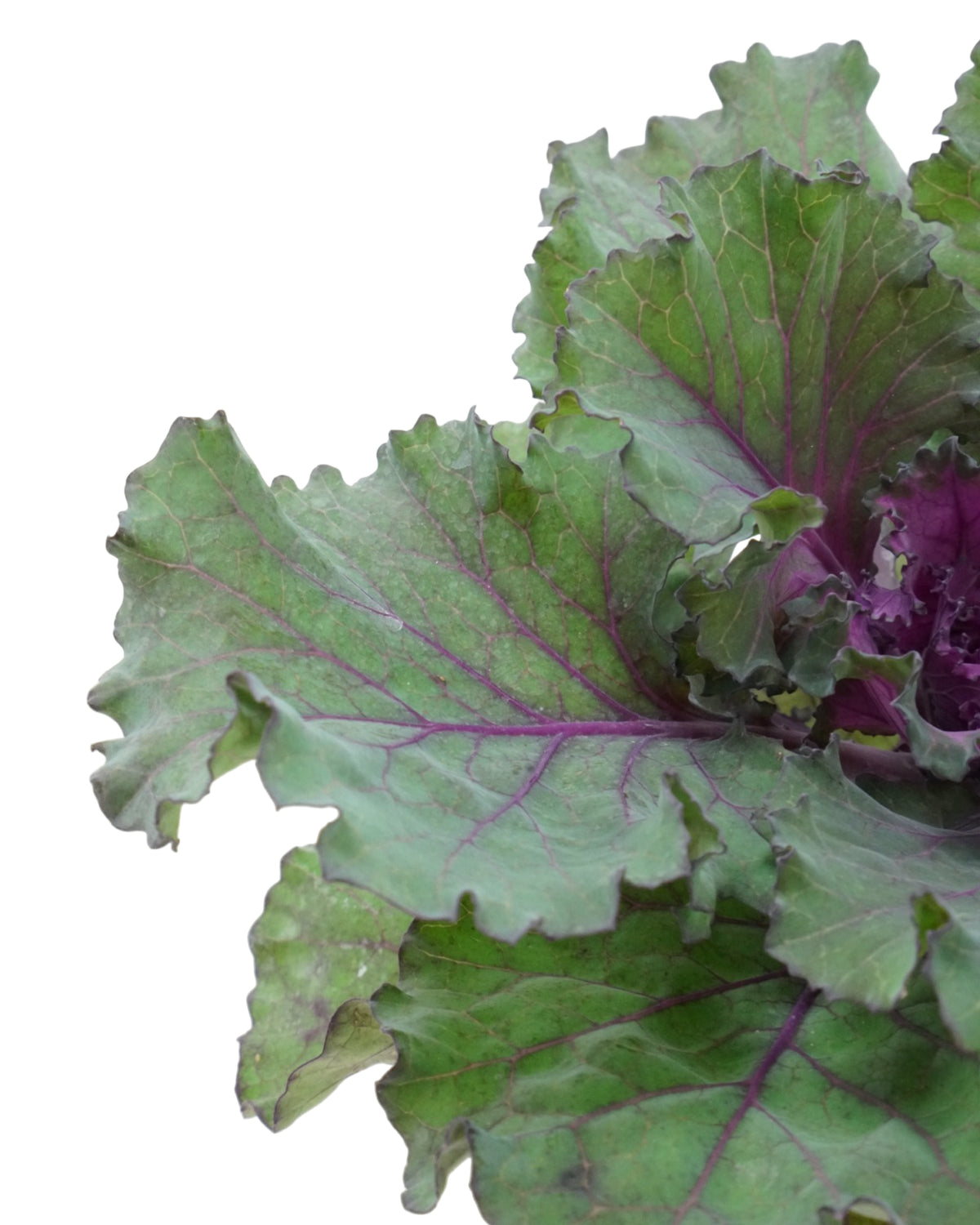 Cabbage 'Osaka IQ Red' - Seasonal Plant