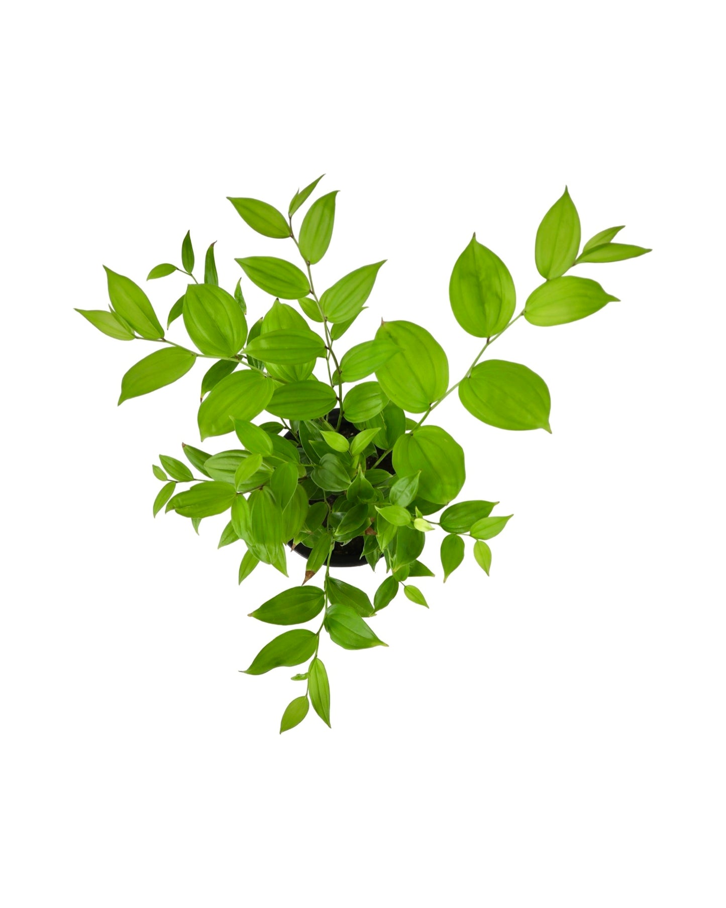 Disporum 'Night Heron' - Shrubs