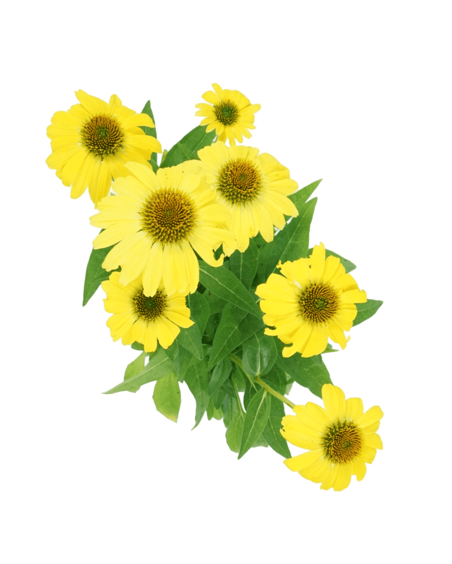 Echinacea 'Sombrero Lemon Yellow' - The Garden Corner