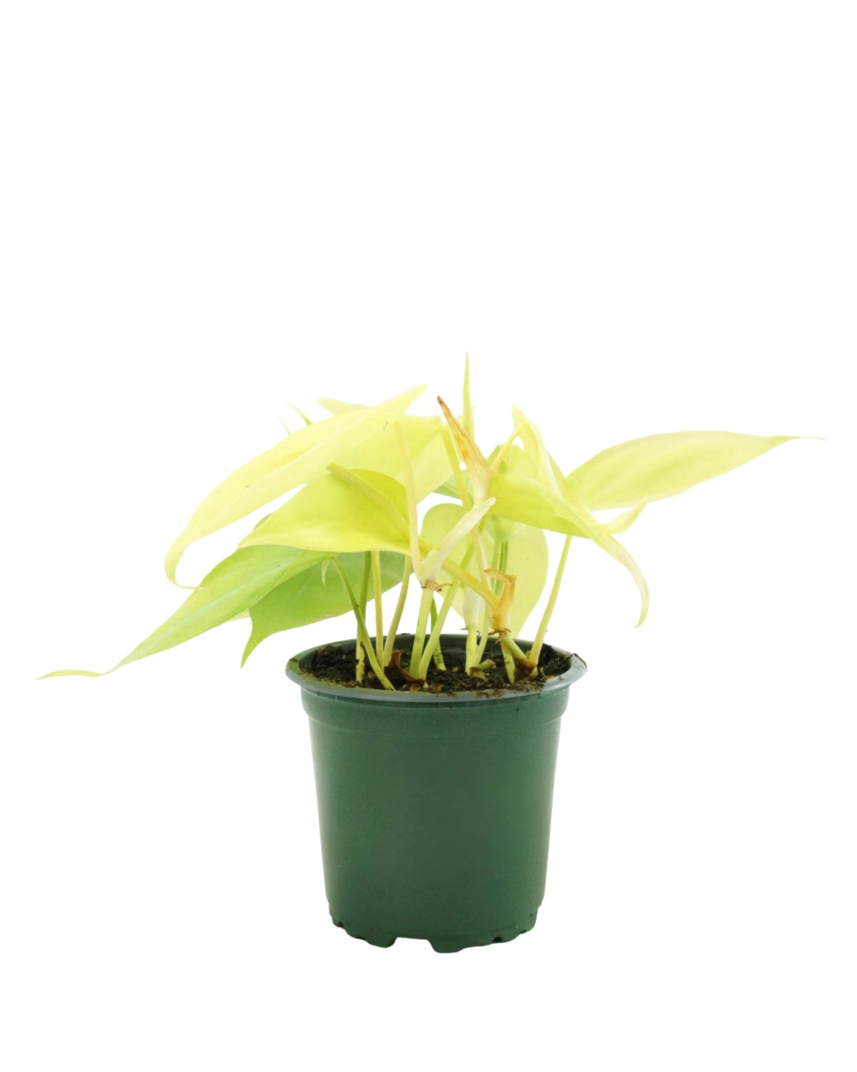 Philodendron cordatum 'Gold Heartleaf' - House Plants