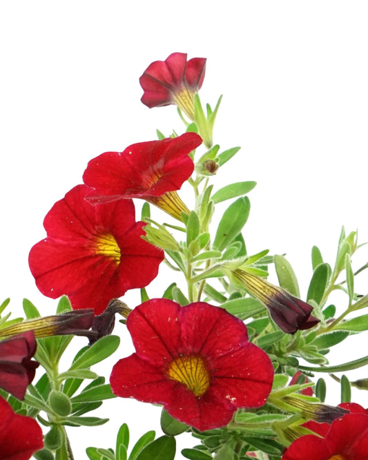 Calibrachoa 'Minifamous Vampire' - The Garden Corner