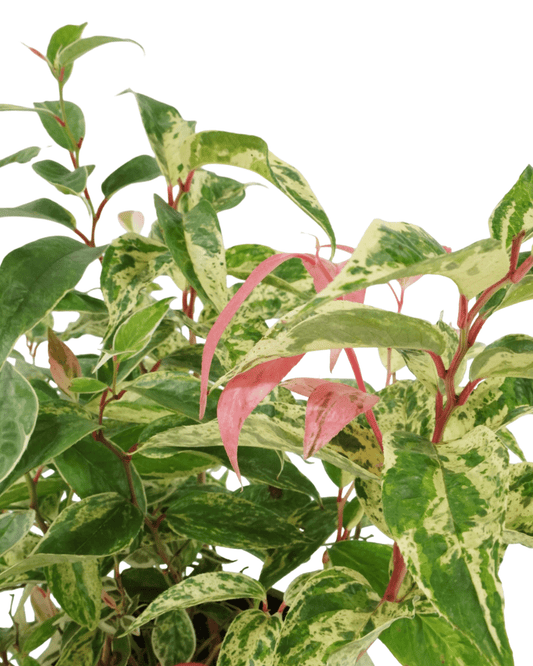 Leucothoe fontanesiana 'Rainbow' - The Garden Corner