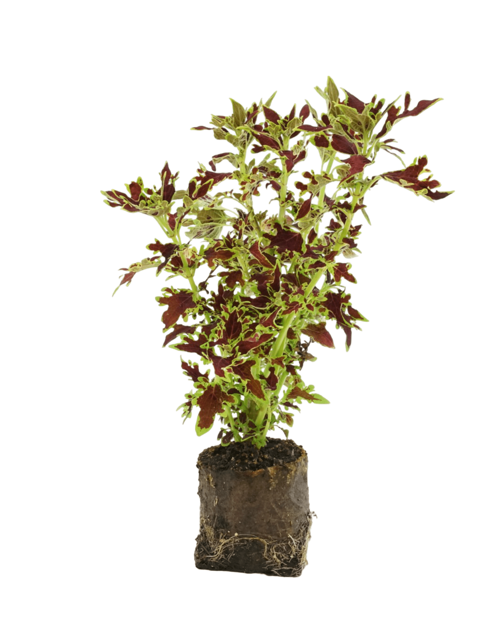 is coleus indoor or outdoor plant Coleus 'Limewire' – The Garden Corner