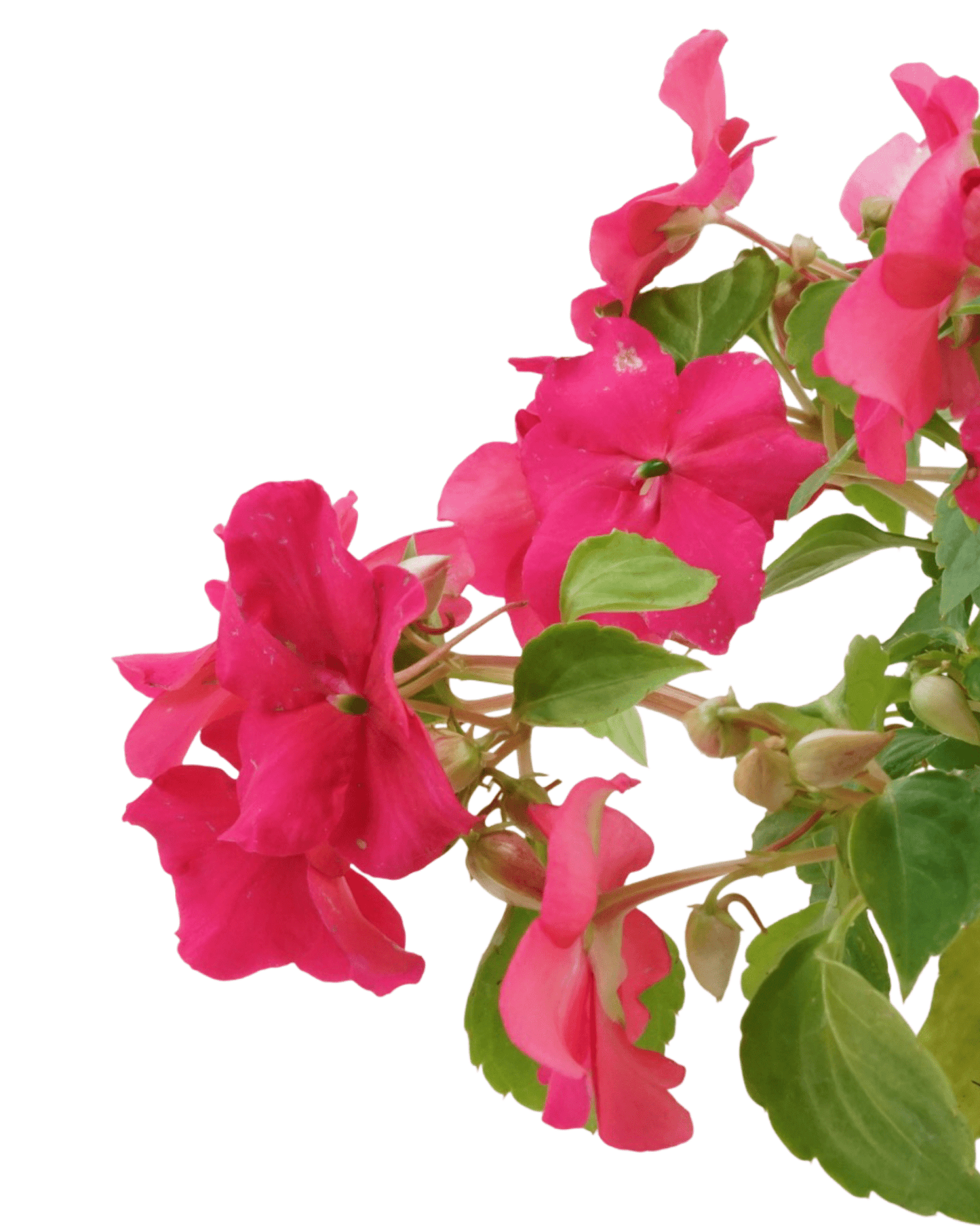 Impatiens 'Beacon Lipstick' - The Garden Corner