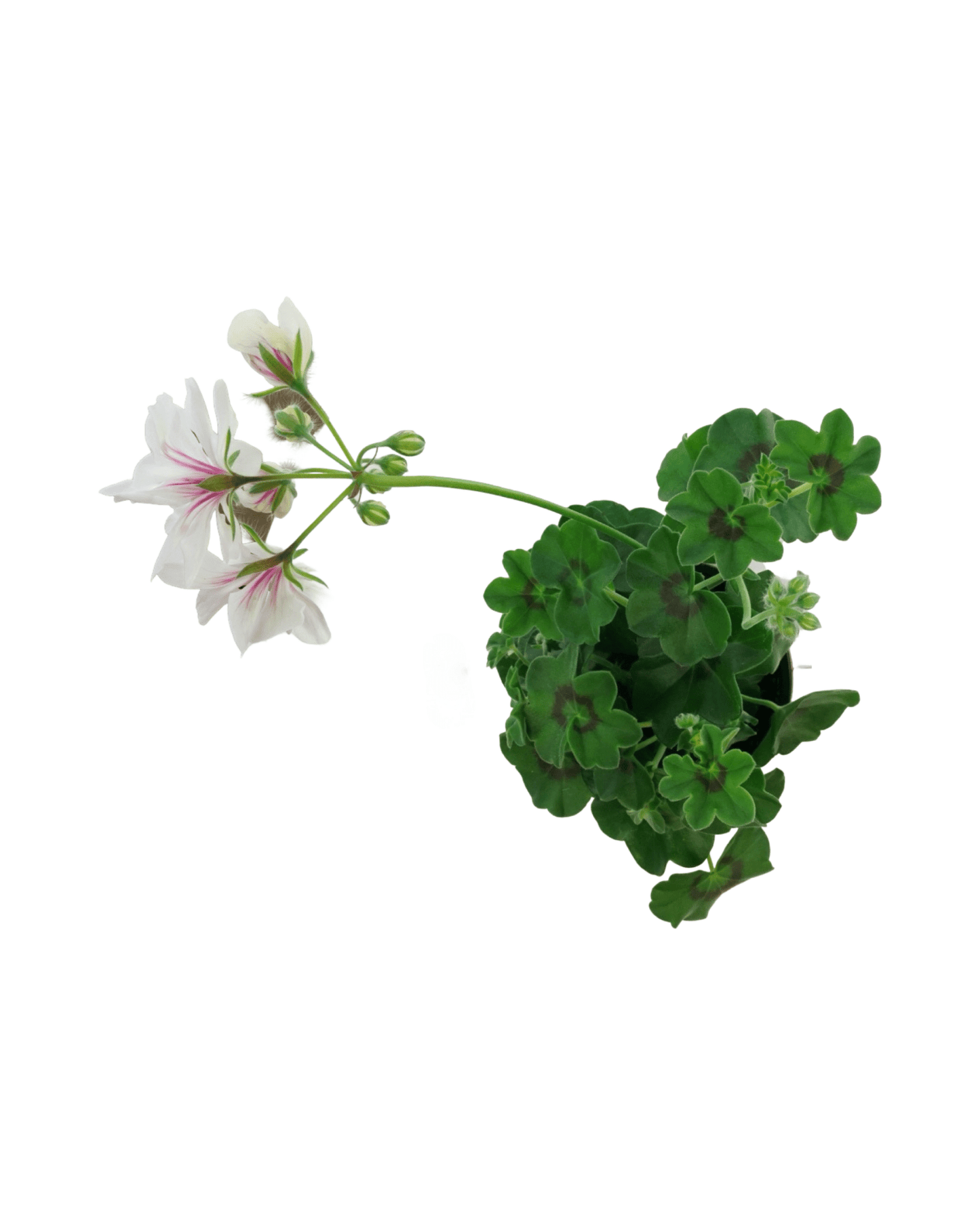 Geranium Ivy Focus™ 'White' - The Garden Corner