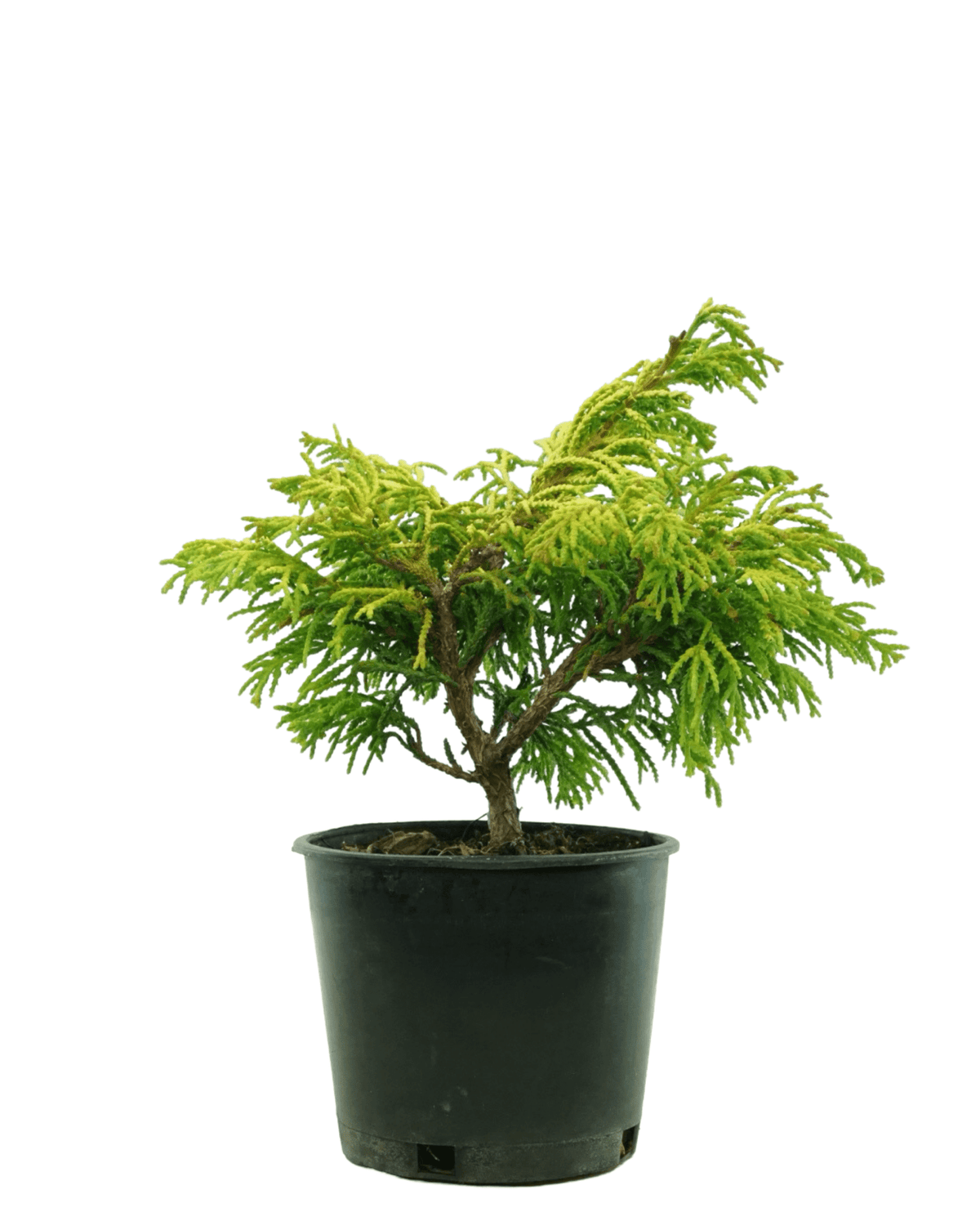 Chamaecyparis obtusa Sunny Swirl® - Shrubs
