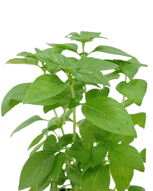 Basil Organic 'Everleaf Emerald Towers' - The Garden Corner