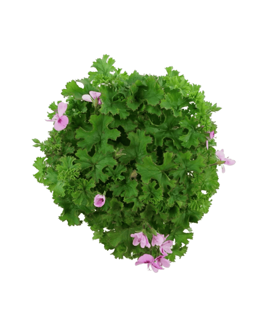 Pelargonium 'Lemona' - The Garden Corner