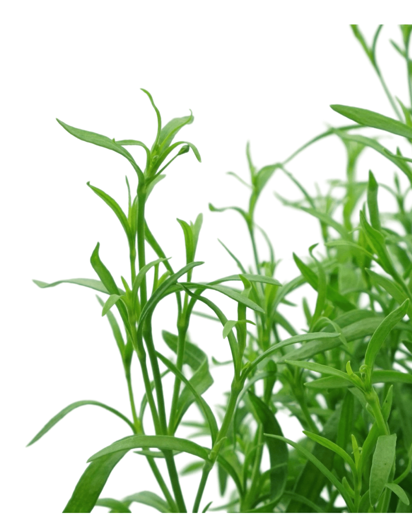Gypsophila 'Gypsy White' - The Garden Corner