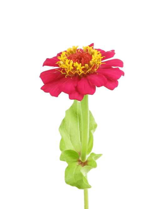 Zinnia Mix 'Cut And Come Again' - The Garden Corner