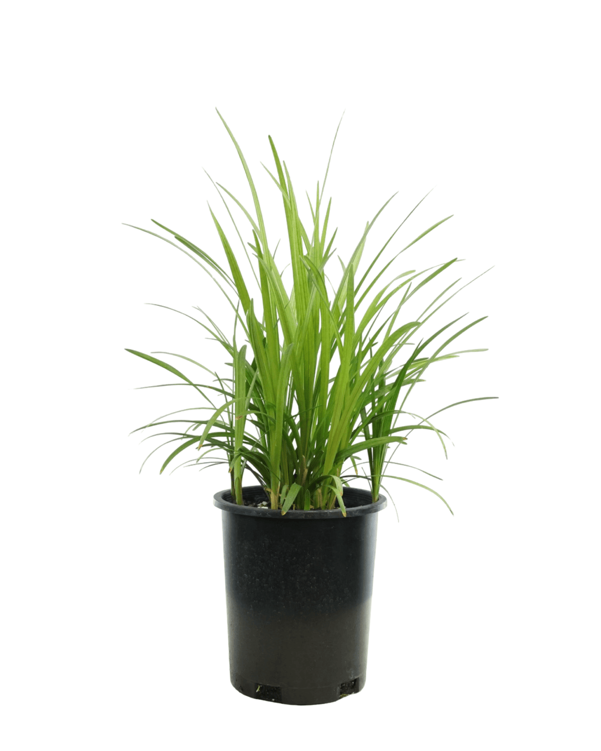 Liriope muscari 'Big Blue' - Perennials