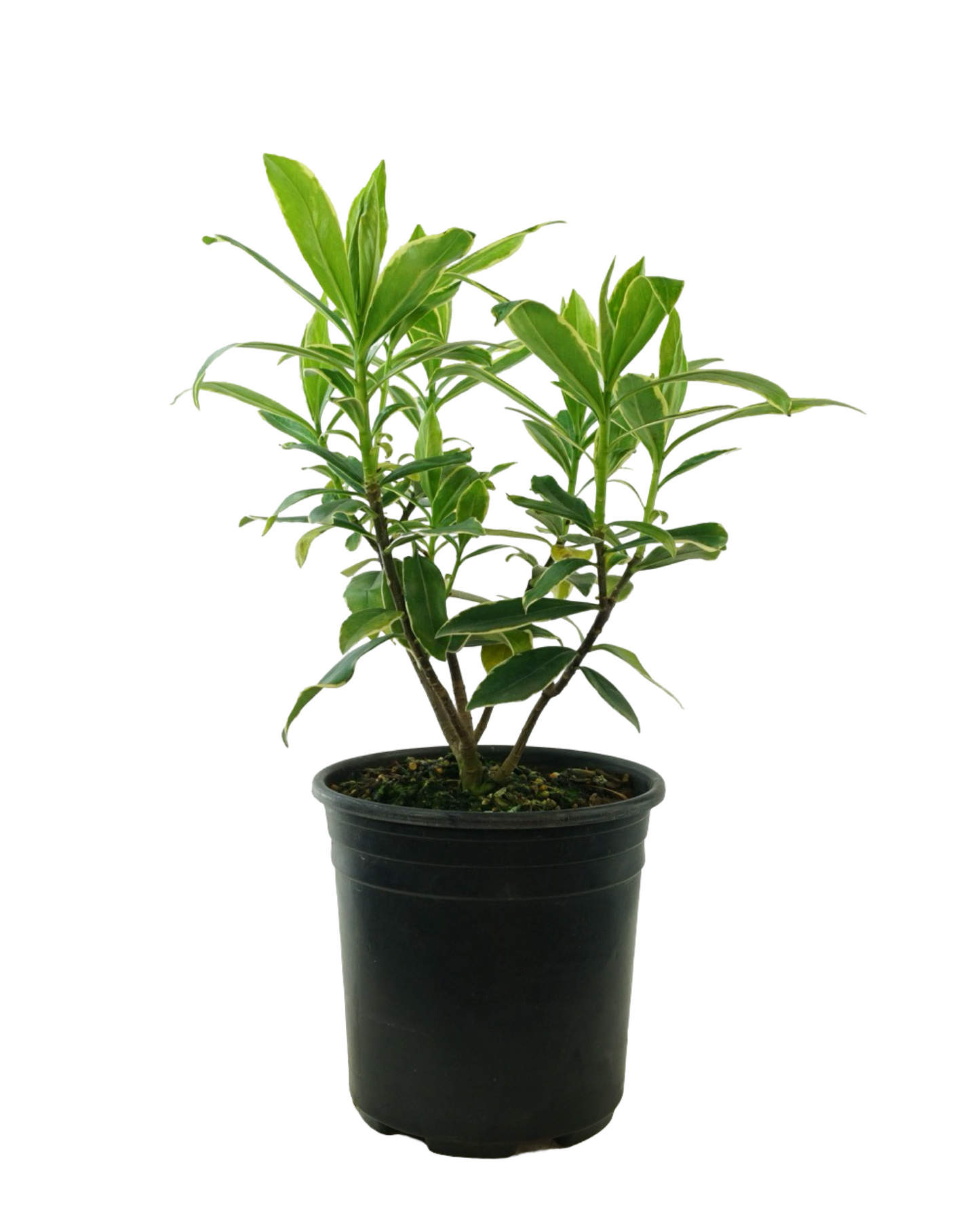 Daphne odora 'Aureomarginata'