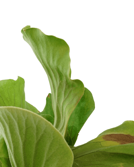 Platycerium elaphantotis - The Garden Corner