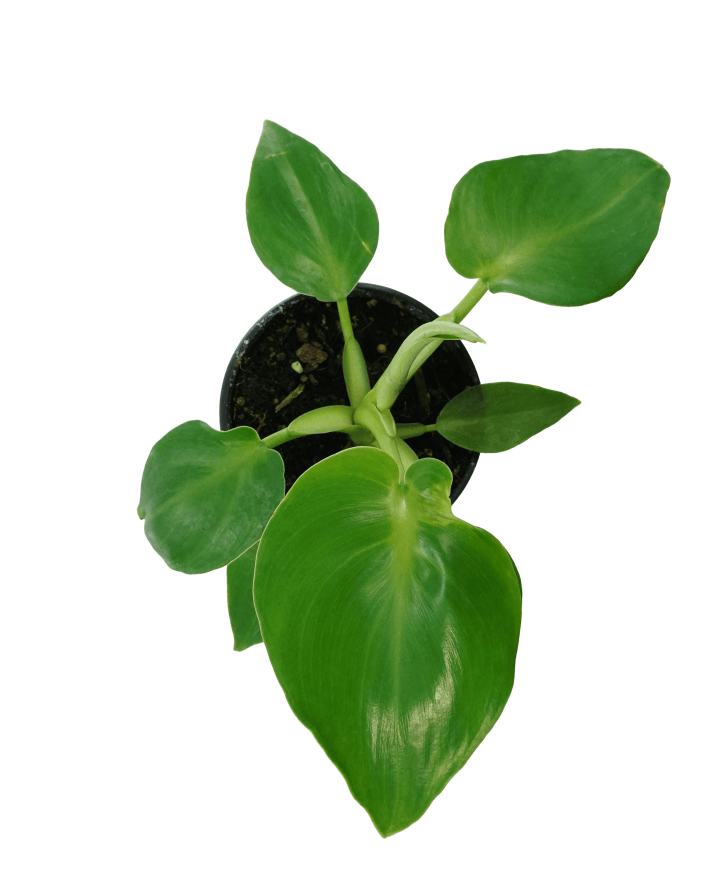 Philodendron rugosum abberant - The Garden Corner