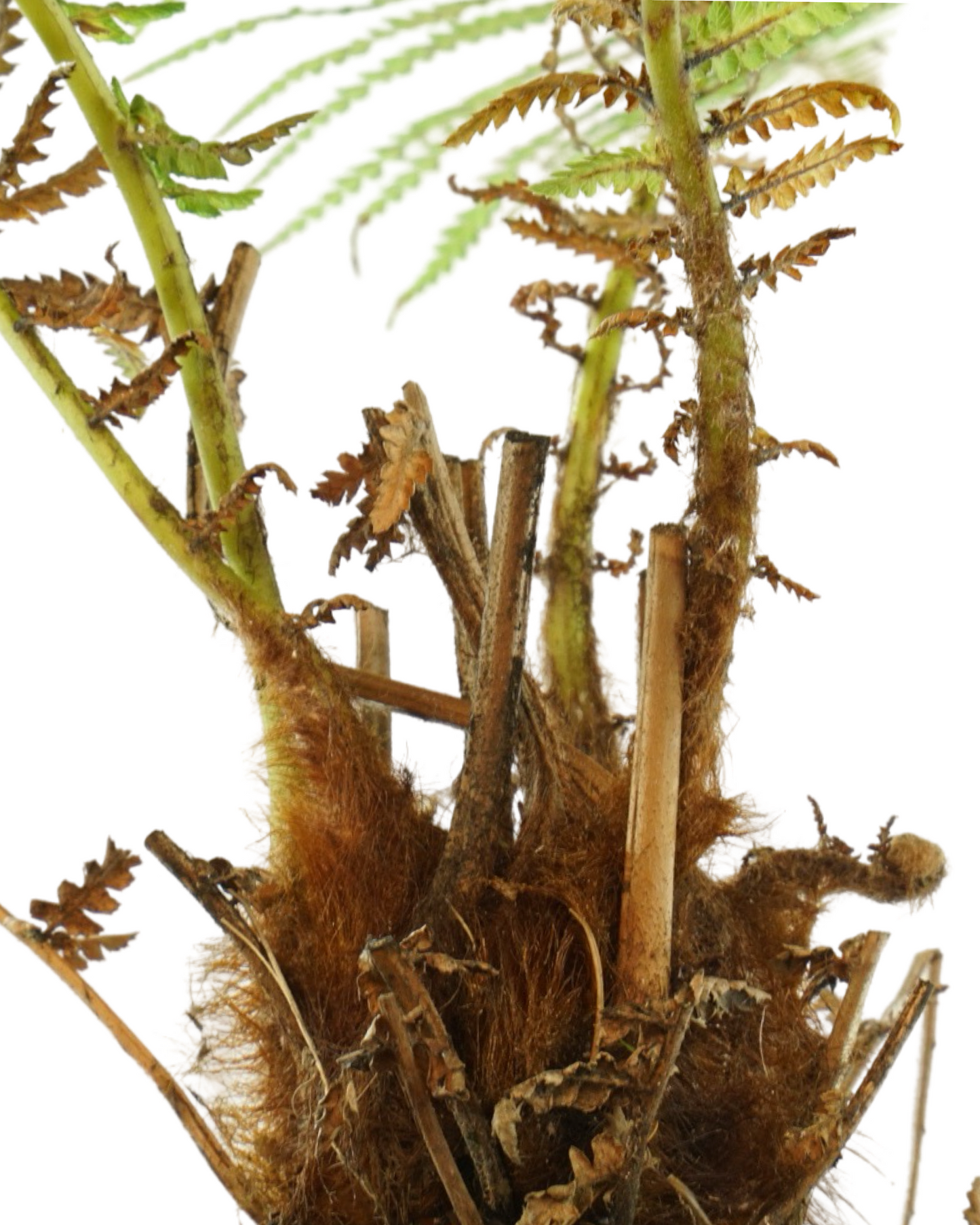 Dicksonia antarctica