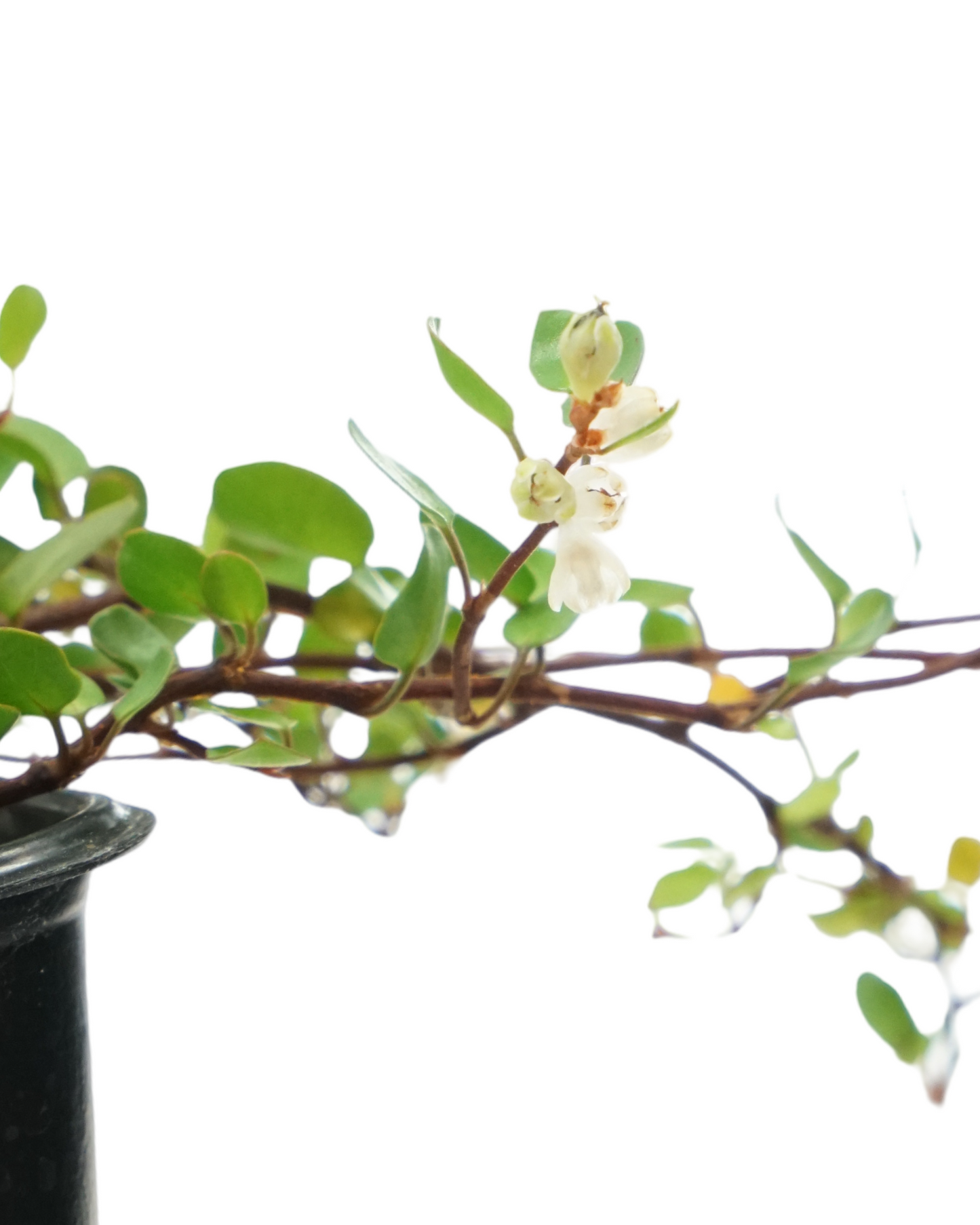 Muehlenbeckia complexa