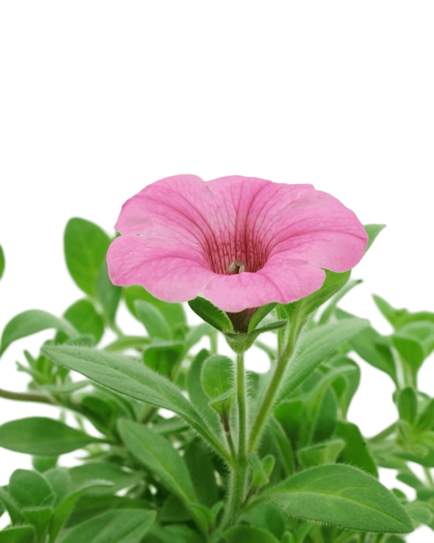 Petunia 'Dekko™ Maxx Pink' - The Garden Corner