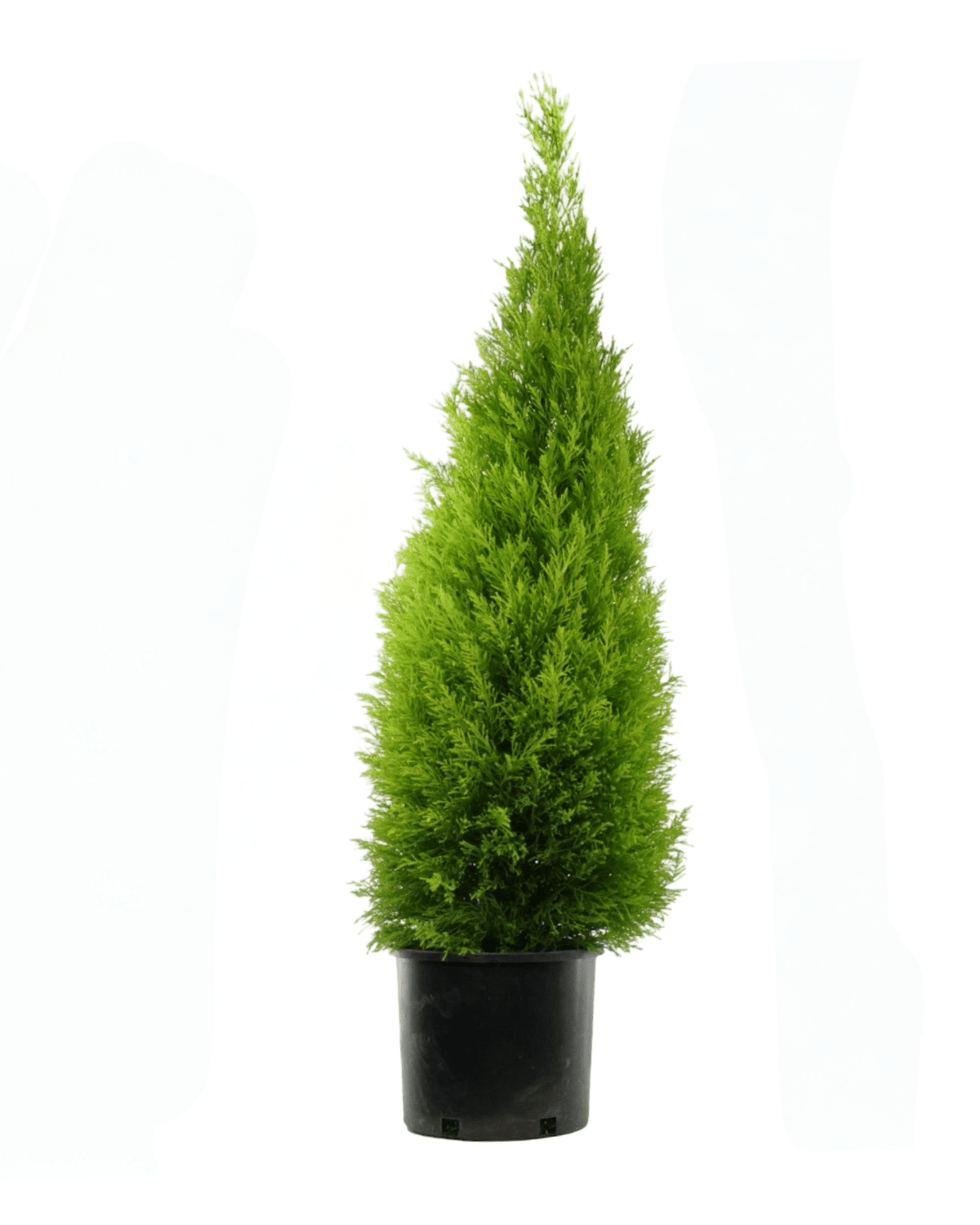 Cupressus macrocarpa 'Wilma Goldcrest' - Shrubs