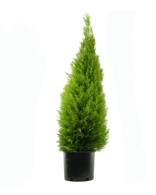 Cupressus macrocarpa 'Wilma Goldcrest' - The Garden Corner