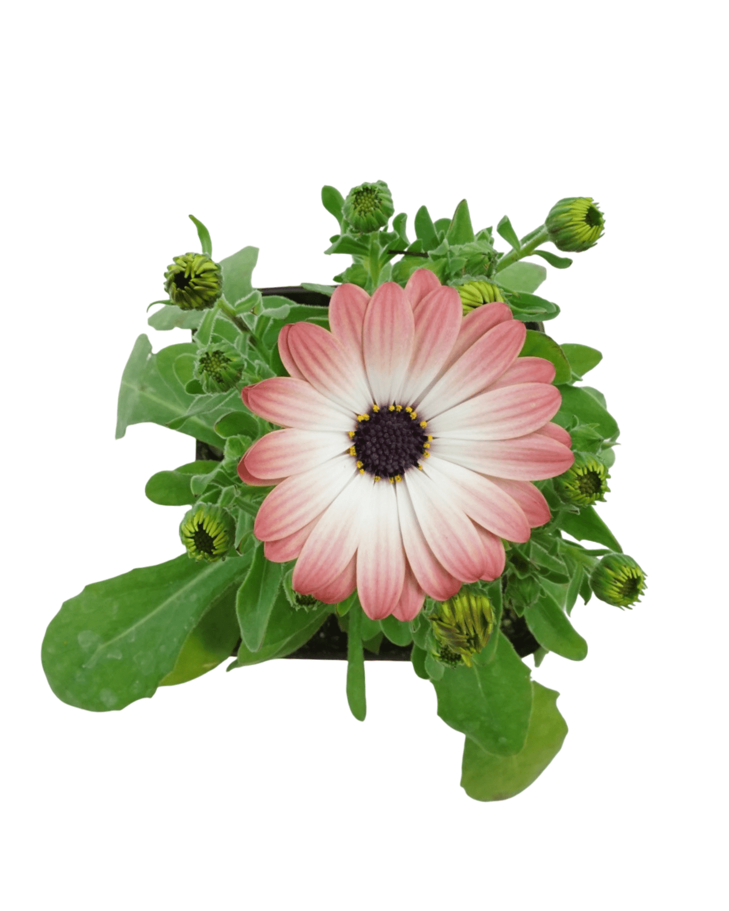 Osteospermum 'Serenity Pink Magic' - The Garden Corner